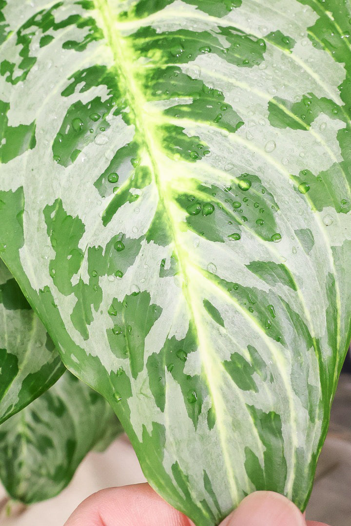 アグラオネマ専用 アグラオネマ専用培養土］Aglaonema potting soil exchange in 6
