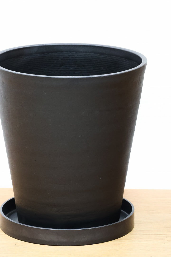 【フィカス・バーガンディ】ご要望の多かったプラ鉢バージョンです！スタイリッシュな樹形ですのでお部屋のインテリアグリーンのメインにどうぞ！