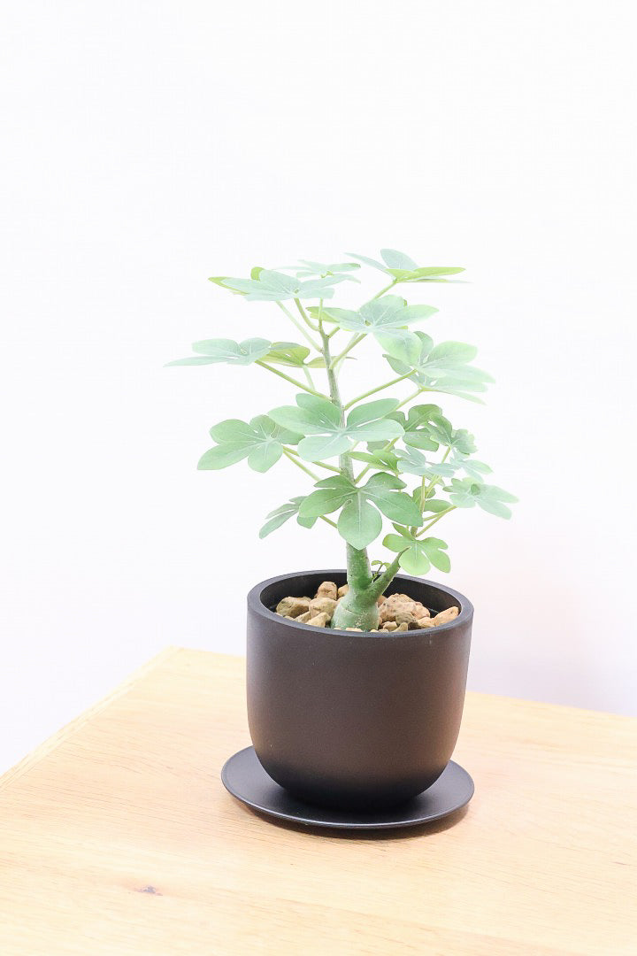 【アデニア】こう見えて葉っぱは多肉質なんです。幹もとてもかわいいので是非とも手に取っていただきたいです！