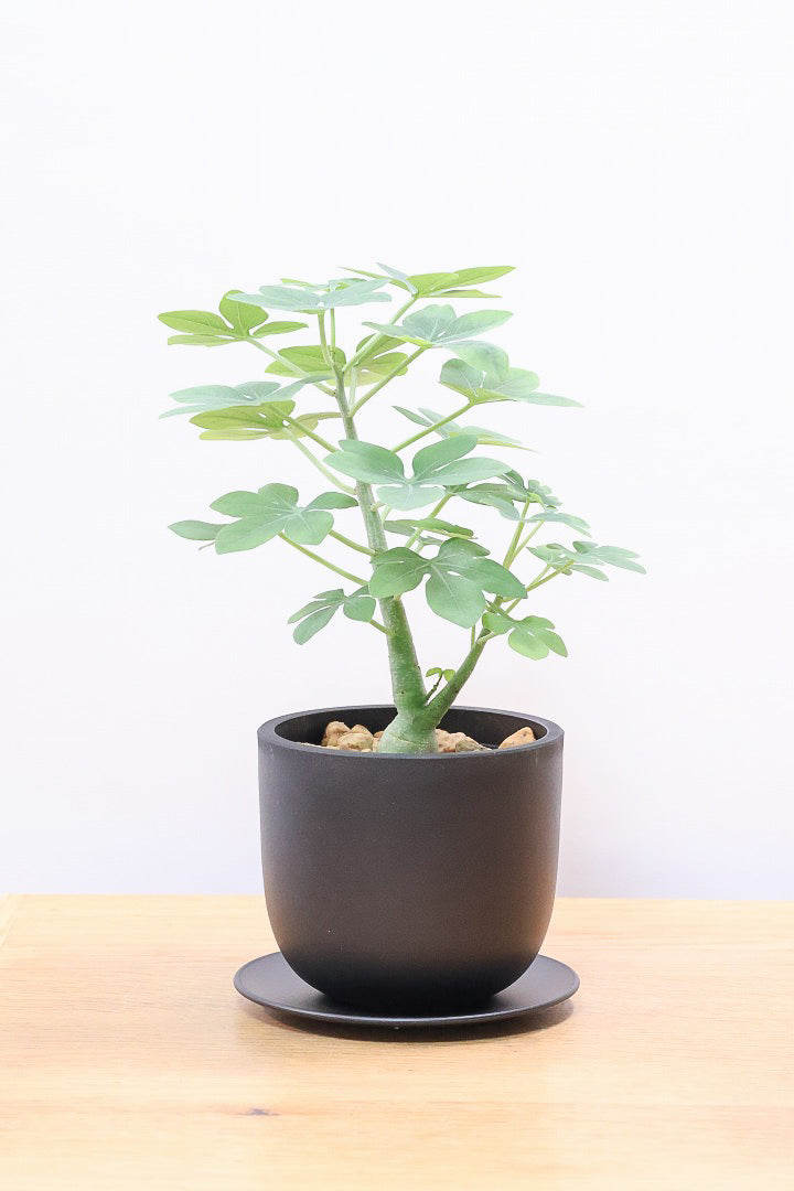 【アデニア】こう見えて葉っぱは多肉質なんです。幹もとてもかわいいので是非とも手に取っていただきたいです！