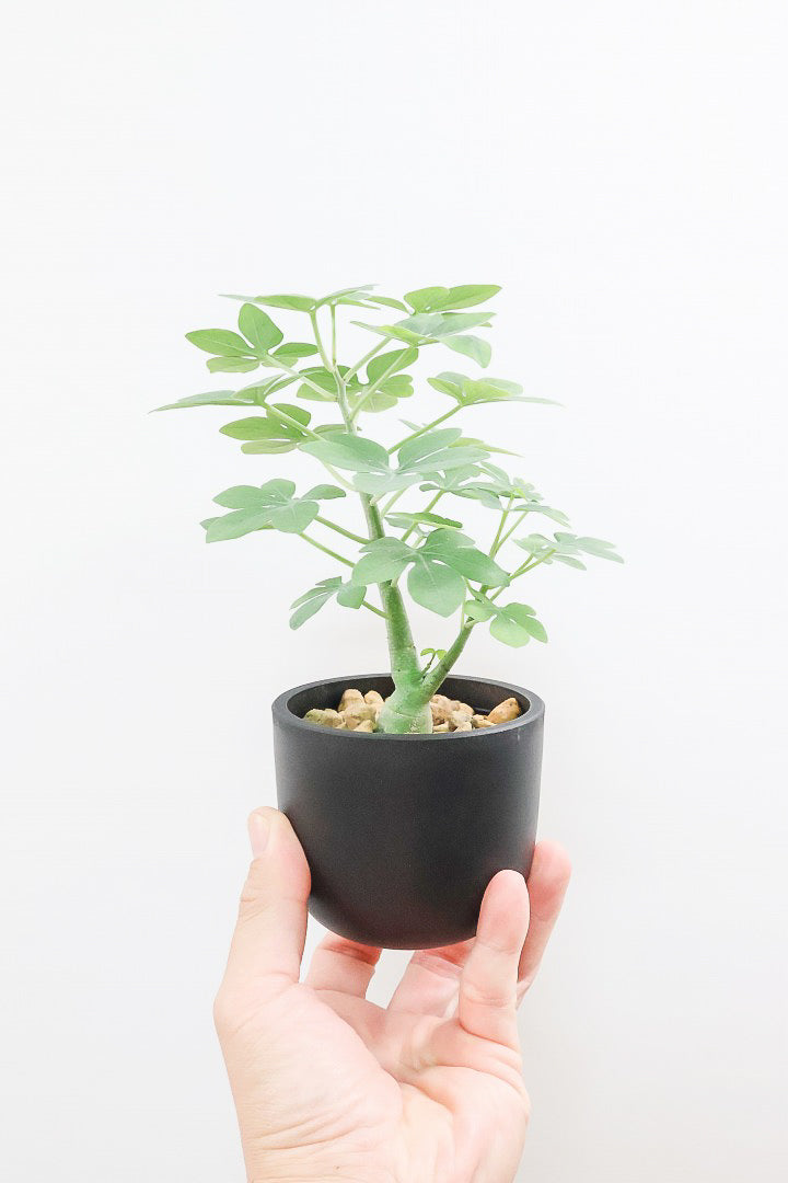 【アデニア】こう見えて葉っぱは多肉質なんです。幹もとてもかわいいので是非とも手に取っていただきたいです！