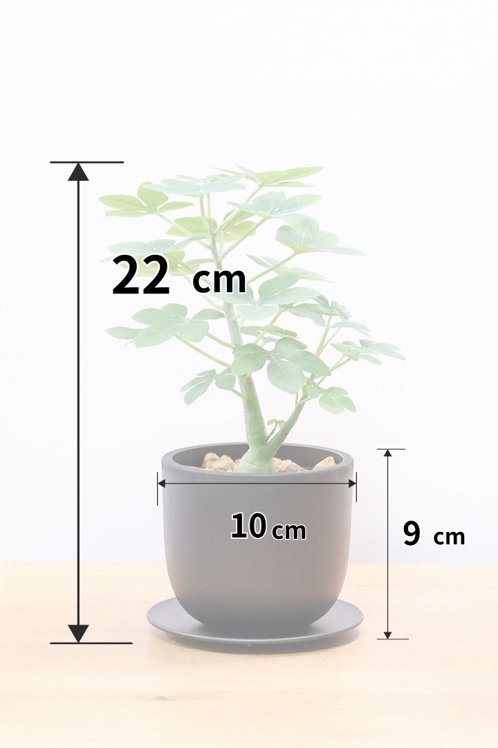 【アデニア】こう見えて葉っぱは多肉質なんです。幹もとてもかわいいので是非とも手に取っていただきたいです！