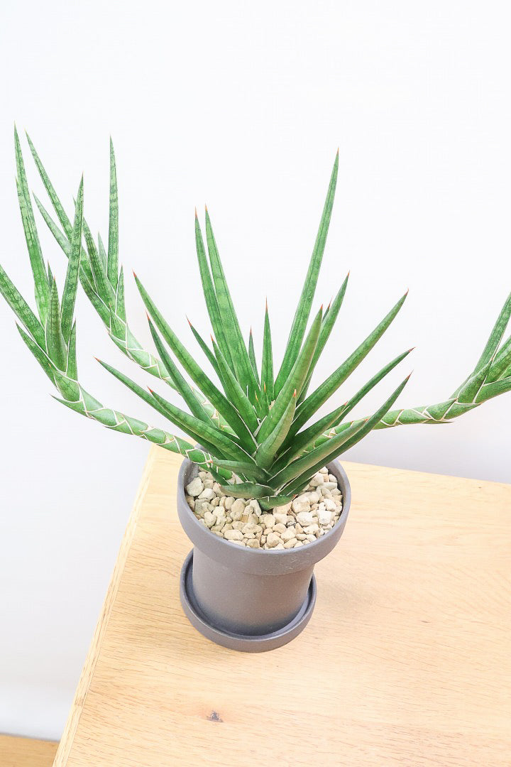 【サンスベリア フランシシー】愛知県の生産者さんが手間暇かけて作りました！この樹形は唯一無二だと思います！