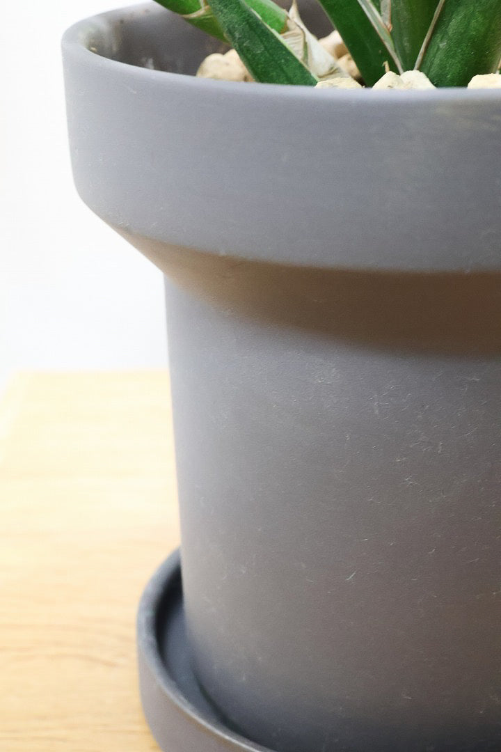 【サンスベリア フランシシー】愛知県の生産者さんが手間暇かけて作りました！この樹形は唯一無二だと思います！