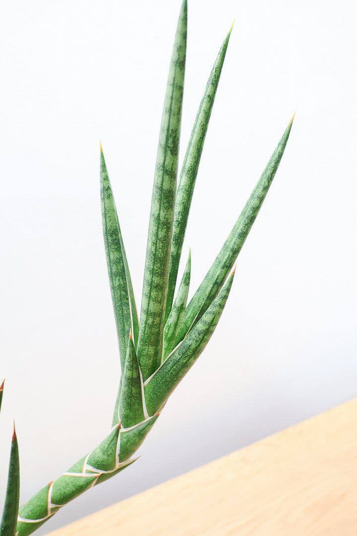 【サンスベリア フランシシー】愛知県の生産者さんが手間暇かけて作りました！この樹形は唯一無二だと思います！