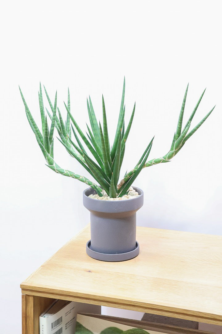 【サンスベリア フランシシー】愛知県の生産者さんが手間暇かけて作りました！この樹形は唯一無二だと思います！