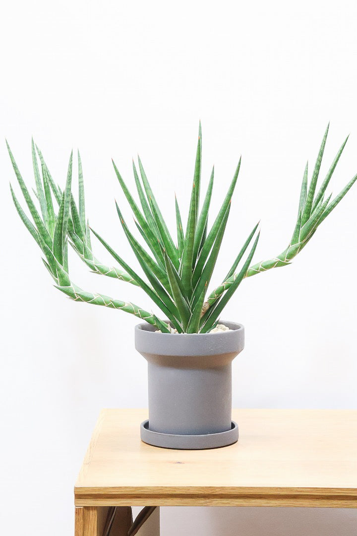 【サンスベリア フランシシー】愛知県の生産者さんが手間暇かけて作りました！この樹形は唯一無二だと思います！