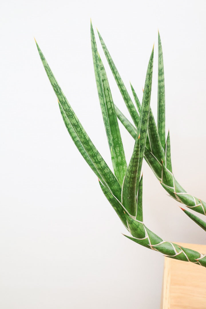 【サンスベリア フランシシー】愛知県の生産者さんが手間暇かけて作りました！この樹形は唯一無二だと思います！