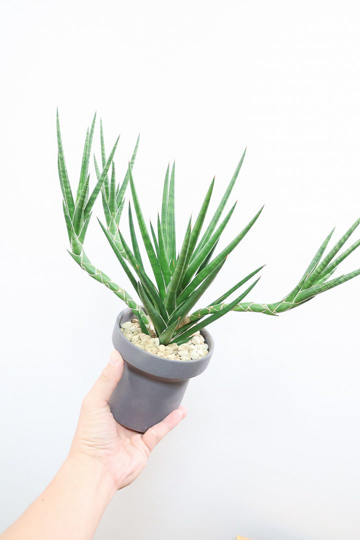 【サンスベリア フランシシー】愛知県の生産者さんが手間暇かけて作りました！この樹形は唯一無二だと思います！