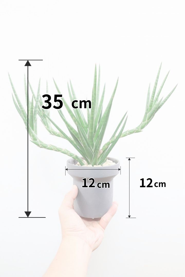 【サンスベリア フランシシー】愛知県の生産者さんが手間暇かけて作りました！この樹形は唯一無二だと思います！