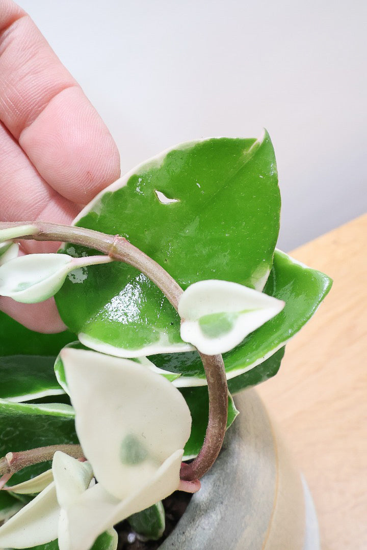 【ホヤ リップカラー】仕入れの時に見つけてきました！ホワイト強めの個体。これは今まで史上いちばんきれいだと思います！