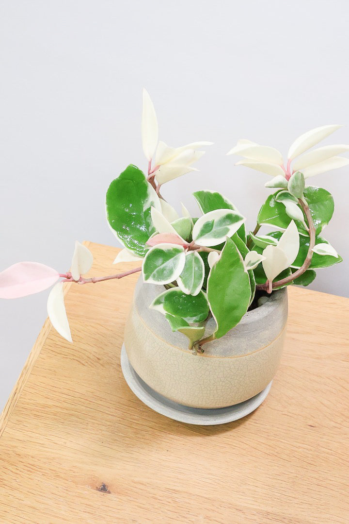 【ホヤ リップカラー】仕入れの時に見つけてきました！ホワイト強めの個体。これは今まで史上いちばんきれいだと思います！