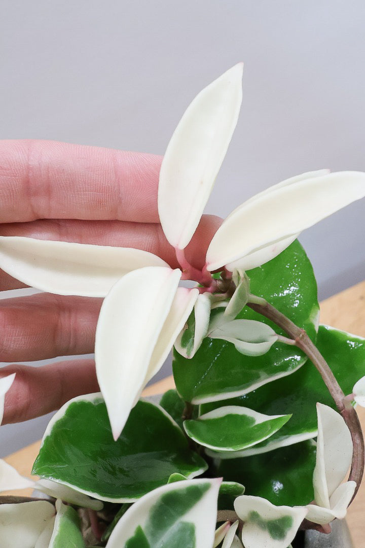 【ホヤ リップカラー】仕入れの時に見つけてきました！ホワイト強めの個体。これは今まで史上いちばんきれいだと思います！