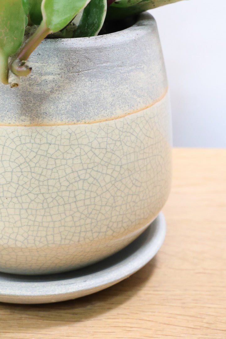 【ホヤ リップカラー】仕入れの時に見つけてきました！ホワイト強めの個体。これは今まで史上いちばんきれいだと思います！