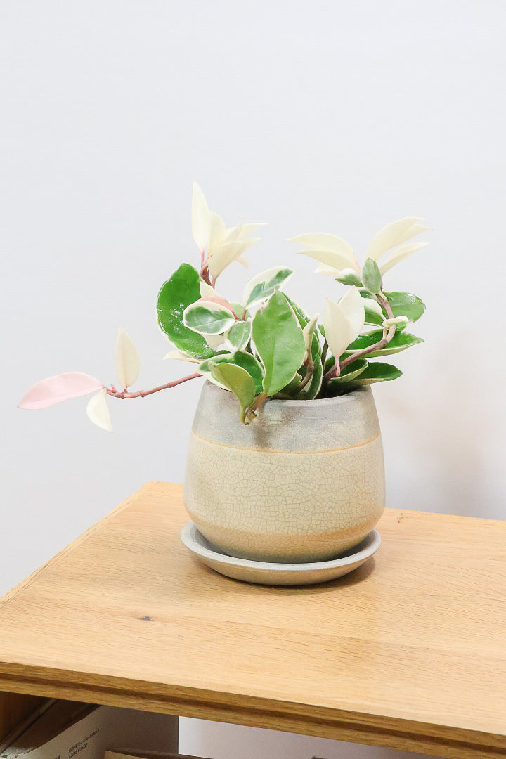 【ホヤ リップカラー】仕入れの時に見つけてきました！ホワイト強めの個体。これは今まで史上いちばんきれいだと思います！