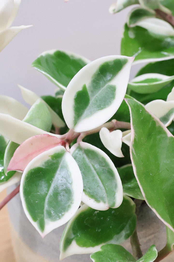 【ホヤ リップカラー】仕入れの時に見つけてきました！ホワイト強めの個体。これは今まで史上いちばんきれいだと思います！