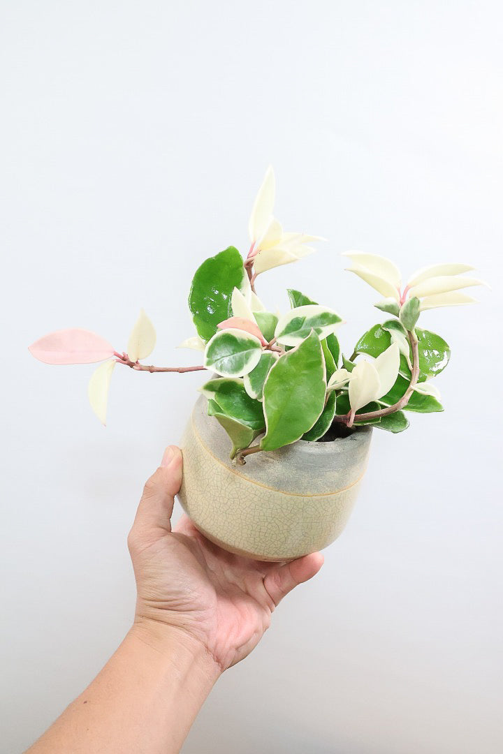 【ホヤ リップカラー】仕入れの時に見つけてきました！ホワイト強めの個体。これは今まで史上いちばんきれいだと思います！