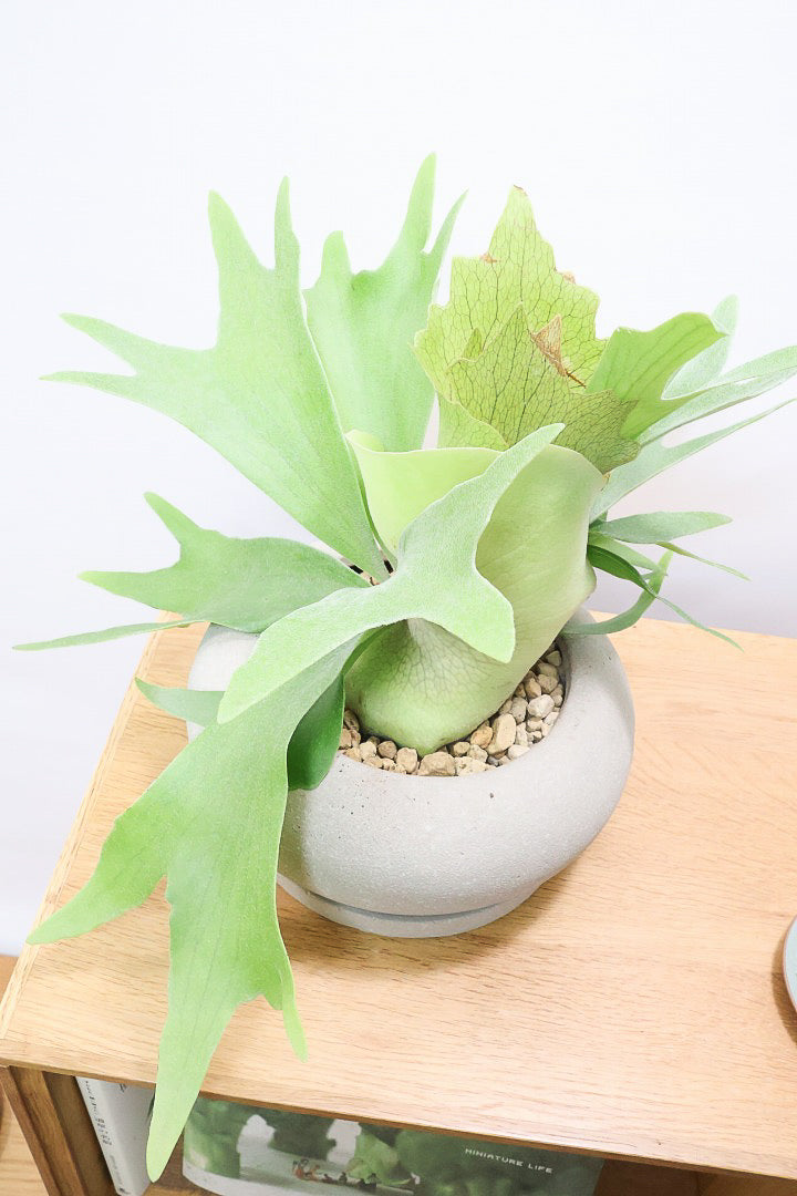 【コウモリラン アルシコルネ】これももはや芸術ですよ。こんなきれいなモウモリランを作ってくださる生産者さんに感謝です！