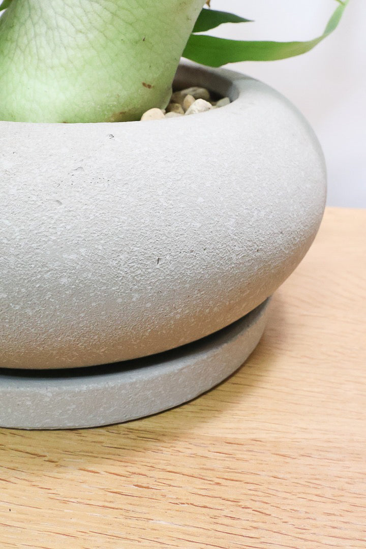 【コウモリラン アルシコルネ】これももはや芸術ですよ。こんなきれいなモウモリランを作ってくださる生産者さんに感謝です！