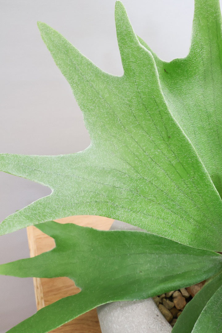 【コウモリラン アルシコルネ】これももはや芸術ですよ。こんなきれいなモウモリランを作ってくださる生産者さんに感謝です！