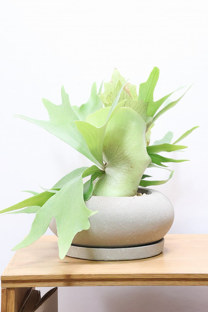 コウモリラン アルシコルネCO60691| 観葉植物の通信販売 | APEGO(アペーゴ)