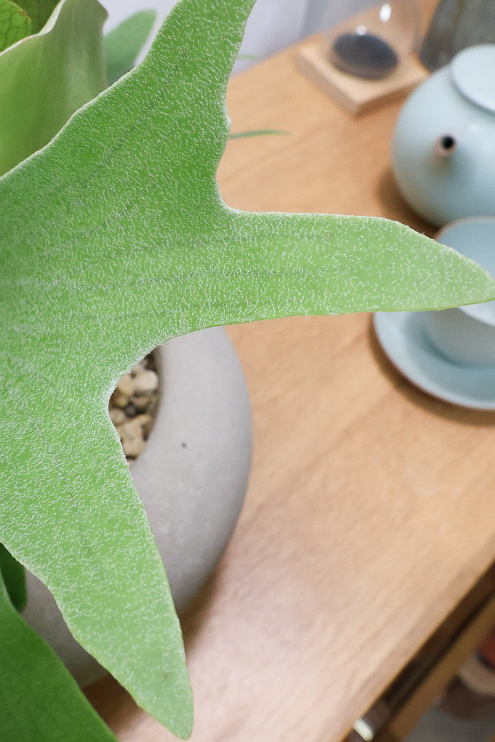 【コウモリラン アルシコルネ】これももはや芸術ですよ。こんなきれいなモウモリランを作ってくださる生産者さんに感謝です！