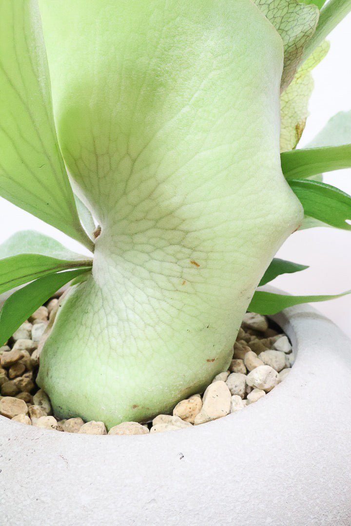 【コウモリラン アルシコルネ】これももはや芸術ですよ。こんなきれいなモウモリランを作ってくださる生産者さんに感謝です！