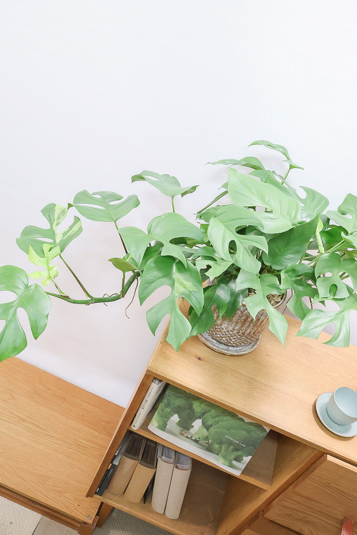 【モンステラ ミニマ】早い者勝ち！斑入りでこの価格！生産者さんのご厚意でこの価格でご提供させていただきます！