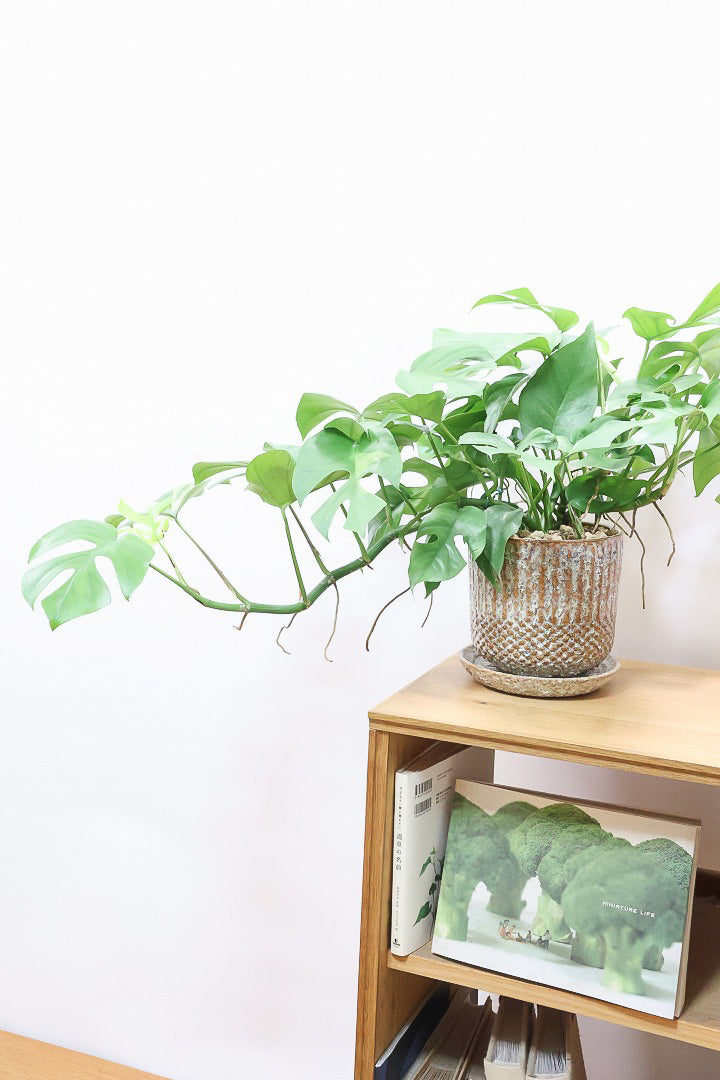 【モンステラ ミニマ】早い者勝ち！斑入りでこの価格！生産者さんのご厚意でこの価格でご提供させていただきます！