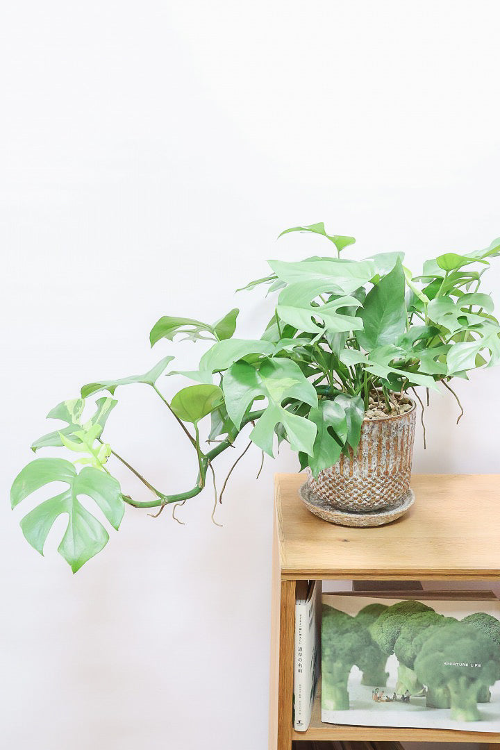 【モンステラ ミニマ】早い者勝ち！斑入りでこの価格！生産者さんのご厚意でこの価格でご提供させていただきます！