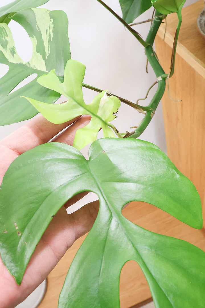 【モンステラ ミニマ】早い者勝ち！斑入りでこの価格！生産者さんのご厚意でこの価格でご提供させていただきます！