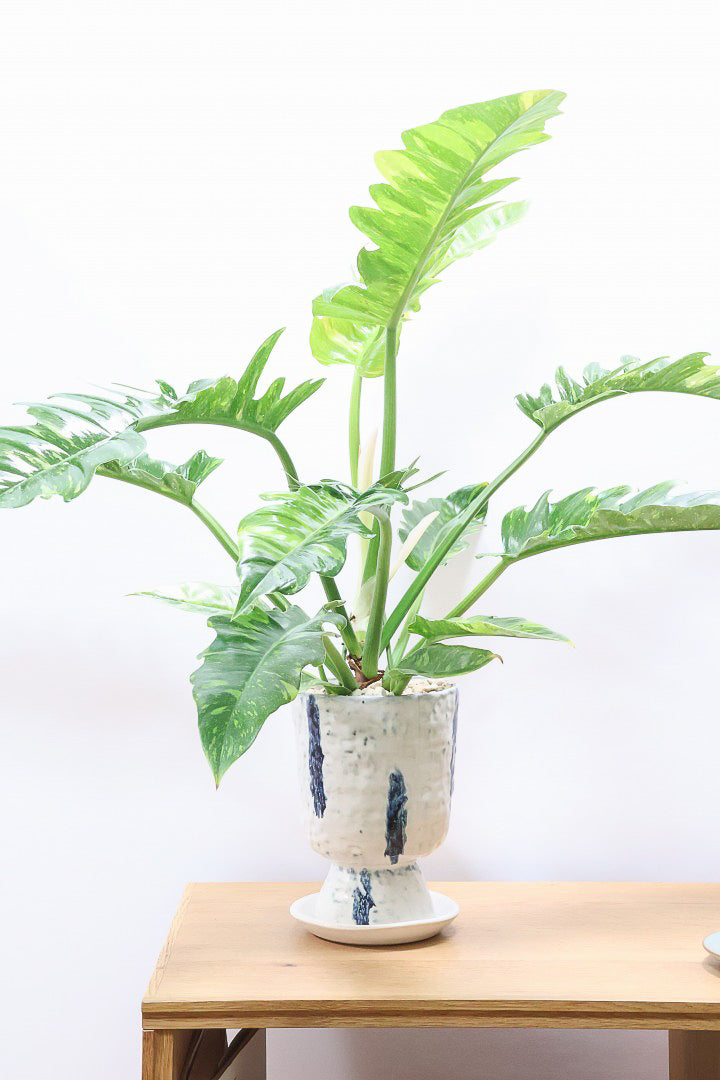 【フィロデンドロン リングオブファイヤー】ラストの１鉢！このボリュームはスゴイ！絶対的におすすめする品質ですのでぜひ！