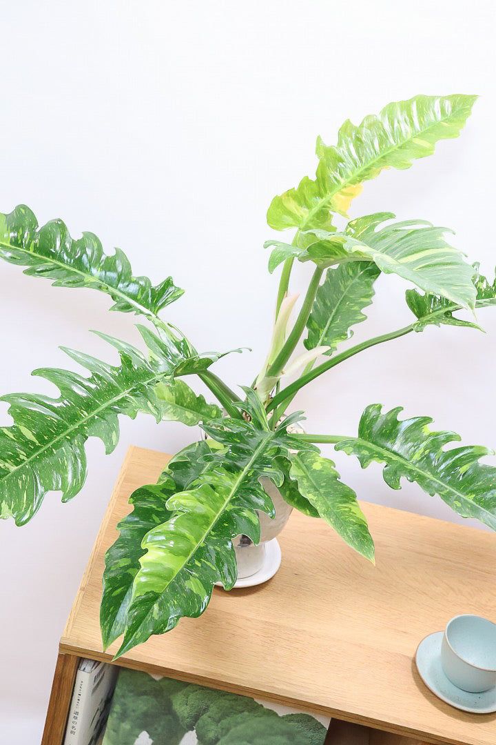 【フィロデンドロン リングオブファイヤー】ラストの１鉢！このボリュームはスゴイ！絶対的におすすめする品質ですのでぜひ！