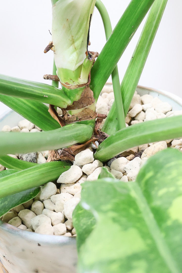 【フィロデンドロン リングオブファイヤー】ラストの１鉢！このボリュームはスゴイ！絶対的におすすめする品質ですのでぜひ！