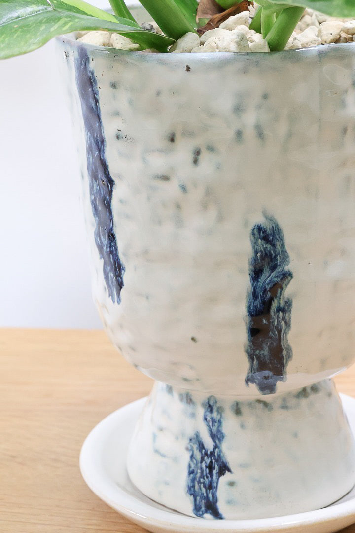 【フィロデンドロン リングオブファイヤー】ラストの１鉢！このボリュームはスゴイ！絶対的におすすめする品質ですのでぜひ！