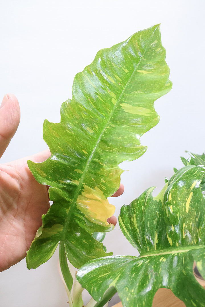 【フィロデンドロン リングオブファイヤー】ラストの１鉢！このボリュームはスゴイ！絶対的におすすめする品質ですのでぜひ！