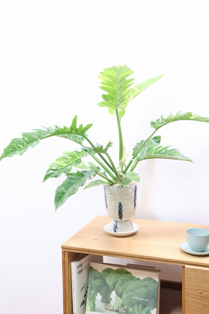 【フィロデンドロン リングオブファイヤー】ラストの１鉢！このボリュームはスゴイ！絶対的におすすめする品質ですのでぜひ！