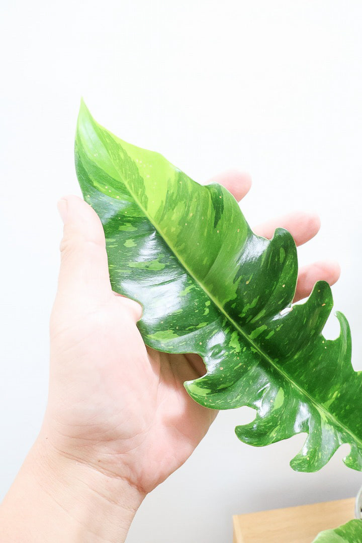 【フィロデンドロン リングオブファイヤー】ラストの１鉢！このボリュームはスゴイ！絶対的におすすめする品質ですのでぜひ！