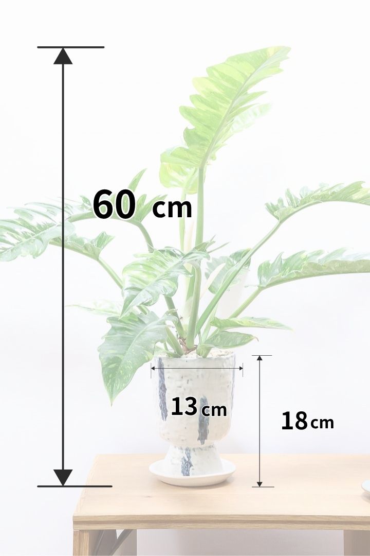 【フィロデンドロン リングオブファイヤー】ラストの１鉢！このボリュームはスゴイ！絶対的におすすめする品質ですのでぜひ！