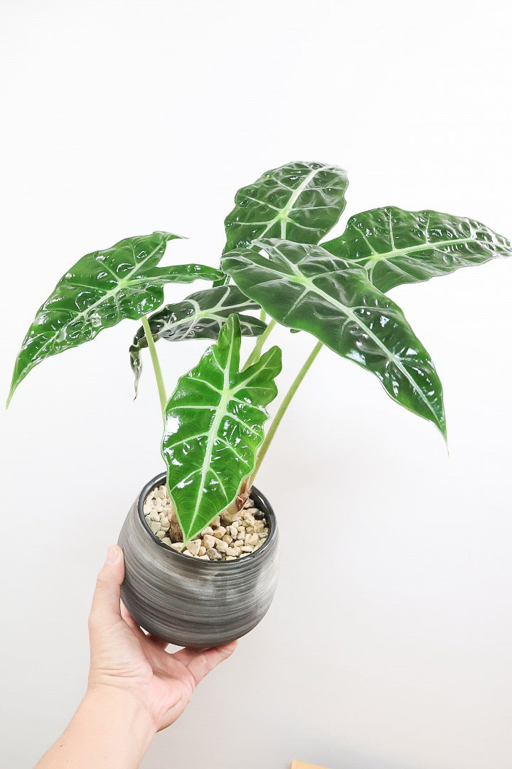 【アロカシア ポリー】ボリュームのある２株入り！ダークグリーンのシックな葉色なのでとてもカッコいいですよ！