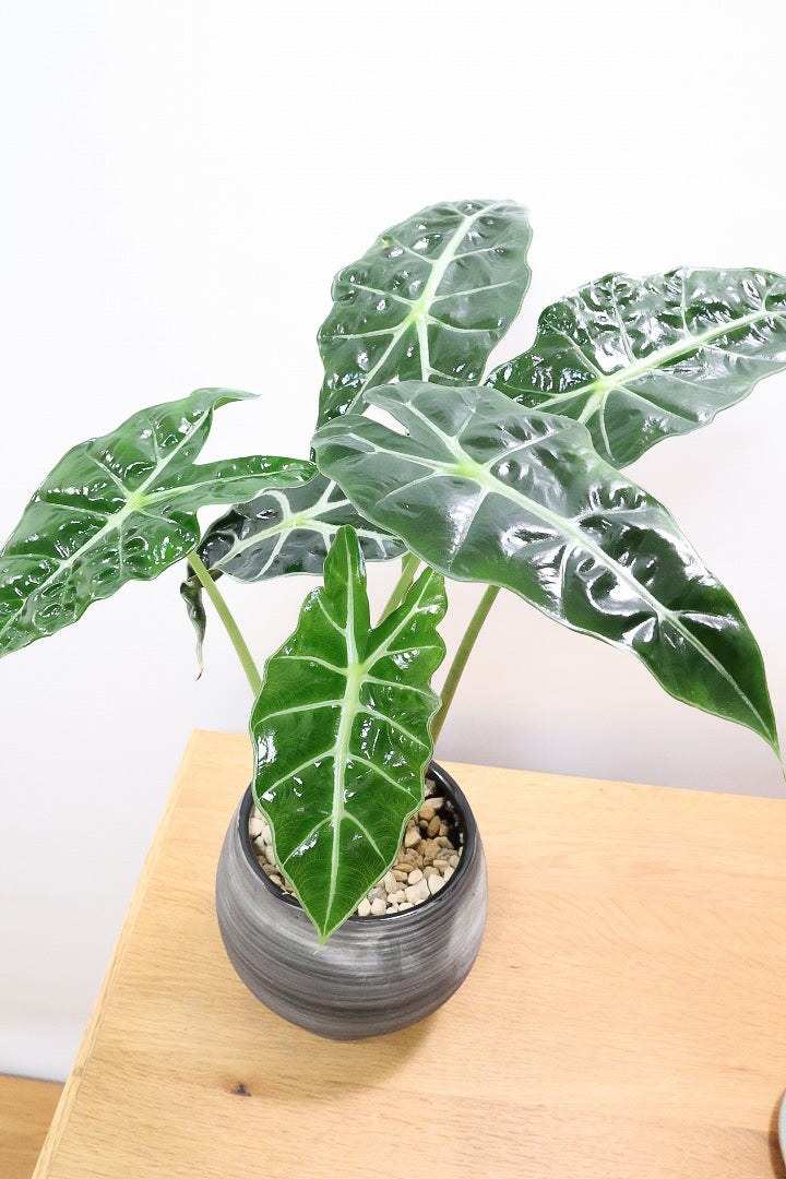 【アロカシア ポリー】ボリュームのある２株入り！ダークグリーンのシックな葉色なのでとてもカッコいいですよ！