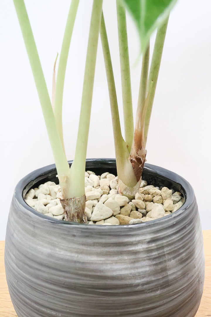 【アロカシア ポリー】ボリュームのある２株入り！ダークグリーンのシックな葉色なのでとてもカッコいいですよ！