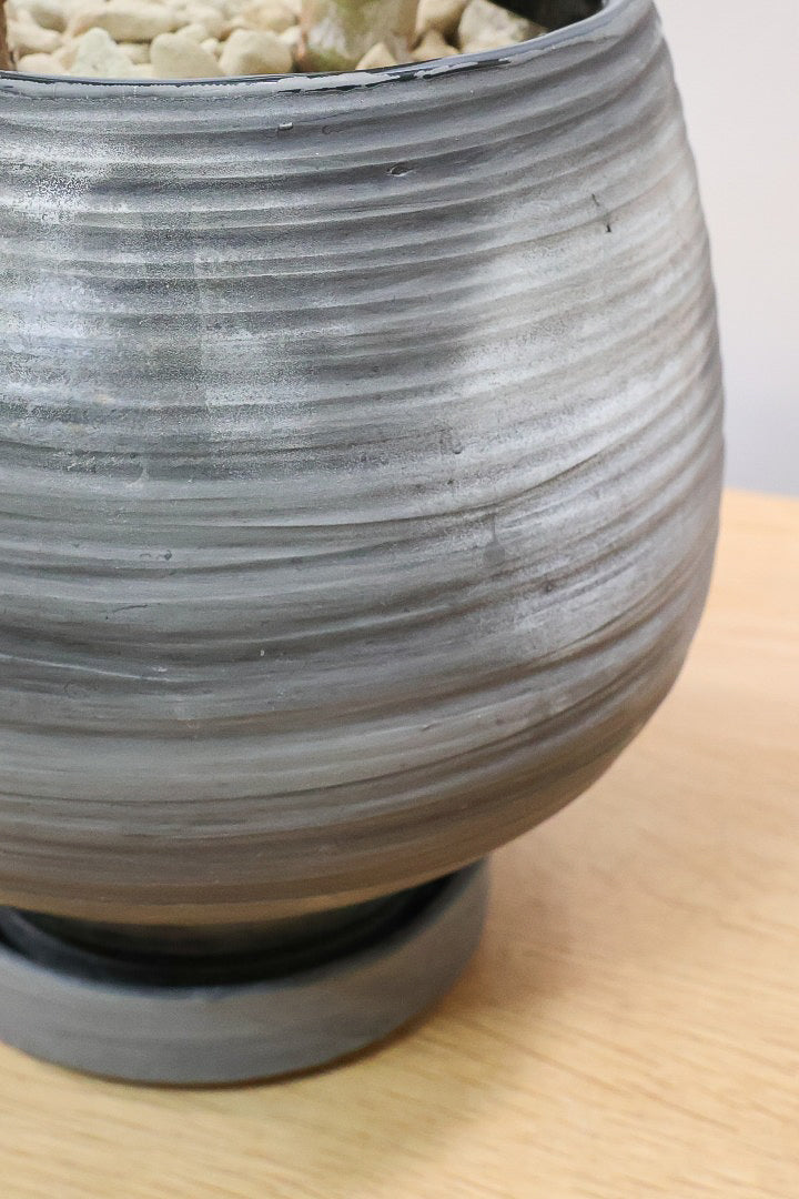 【アロカシア ポリー】ボリュームのある２株入り！ダークグリーンのシックな葉色なのでとてもカッコいいですよ！