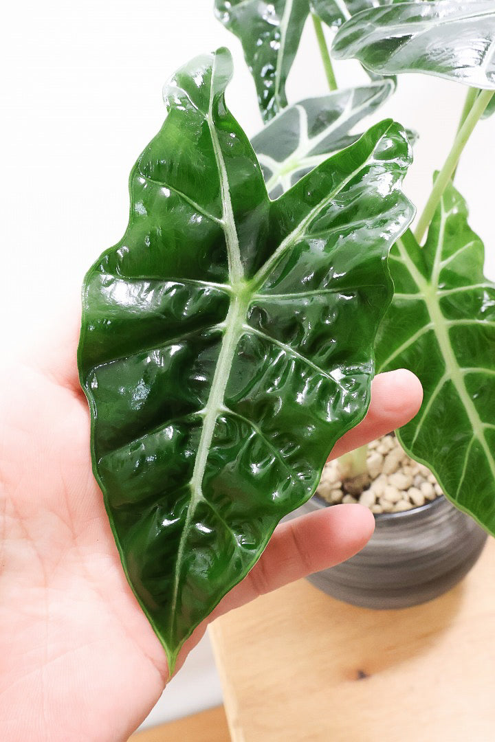 【アロカシア ポリー】ボリュームのある２株入り！ダークグリーンのシックな葉色なのでとてもカッコいいですよ！