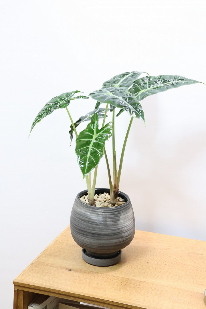 【アロカシア ポリー】ボリュームのある２株入り！ダークグリーンのシックな葉色なのでとてもカッコいいですよ！