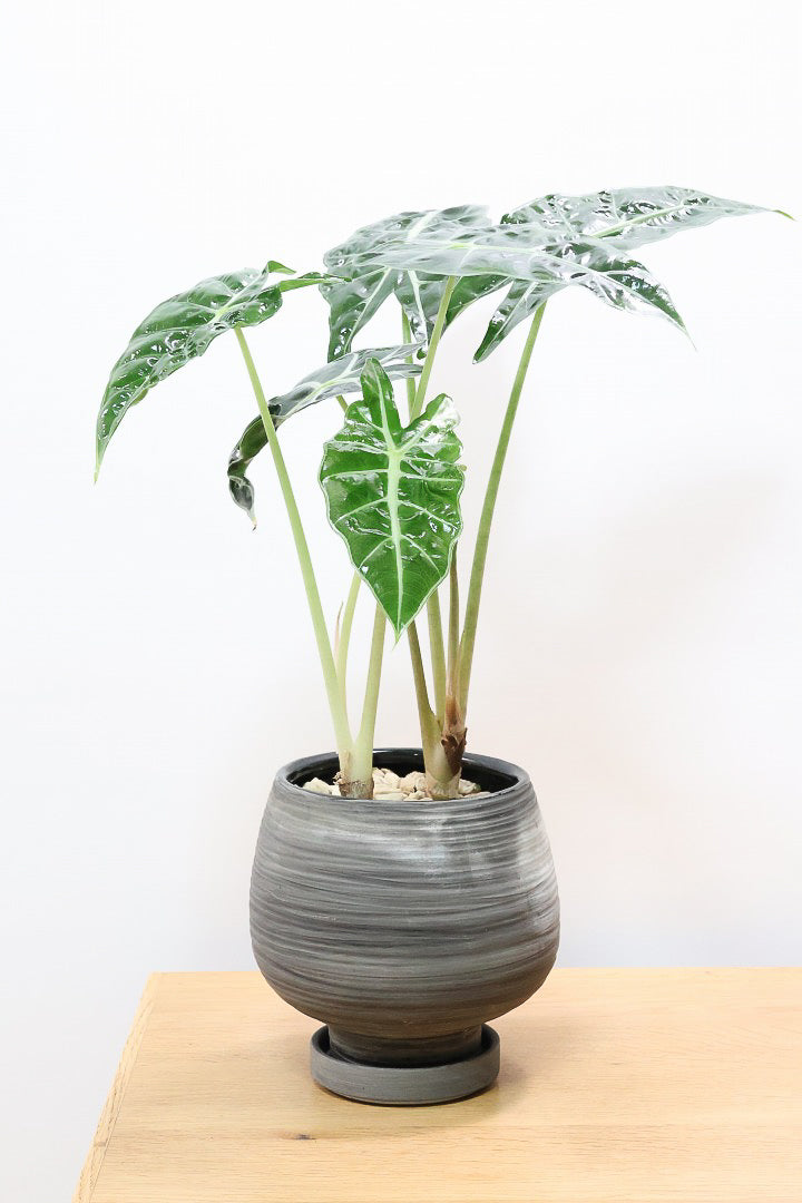 【アロカシア ポリー】ボリュームのある２株入り！ダークグリーンのシックな葉色なのでとてもカッコいいですよ！