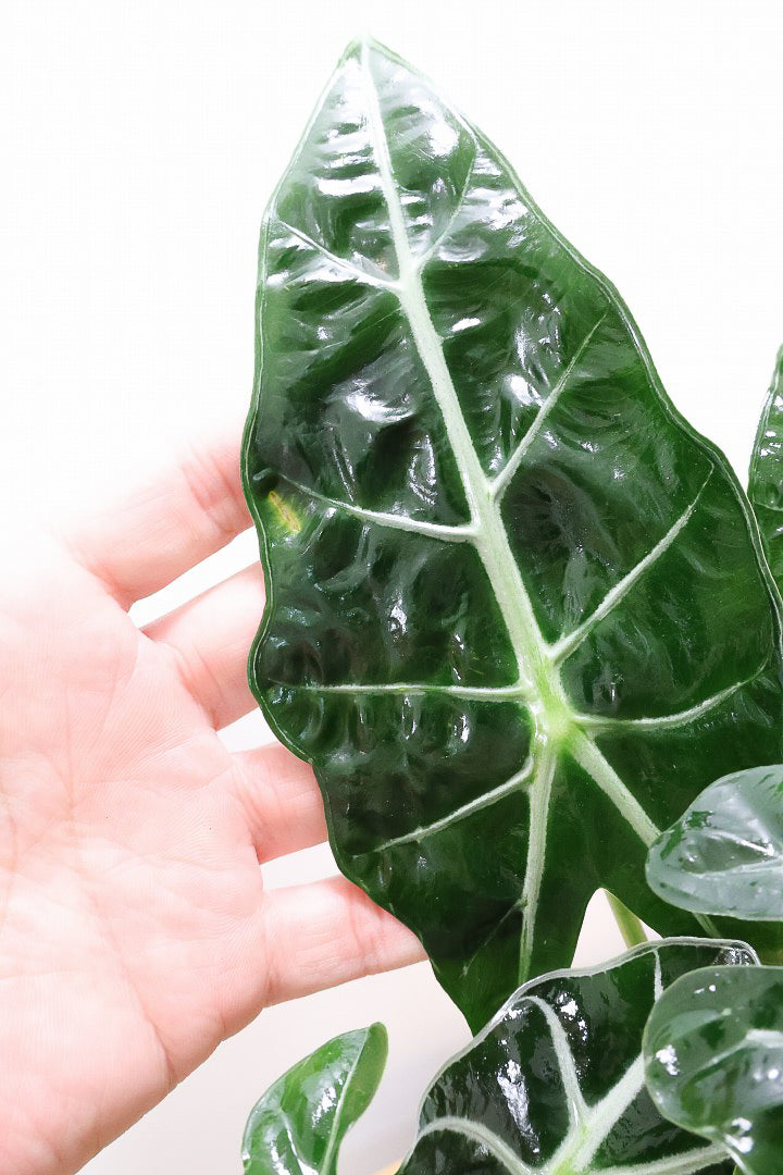 【アロカシア ポリー】ボリュームのある２株入り！ダークグリーンのシックな葉色なのでとてもカッコいいですよ！