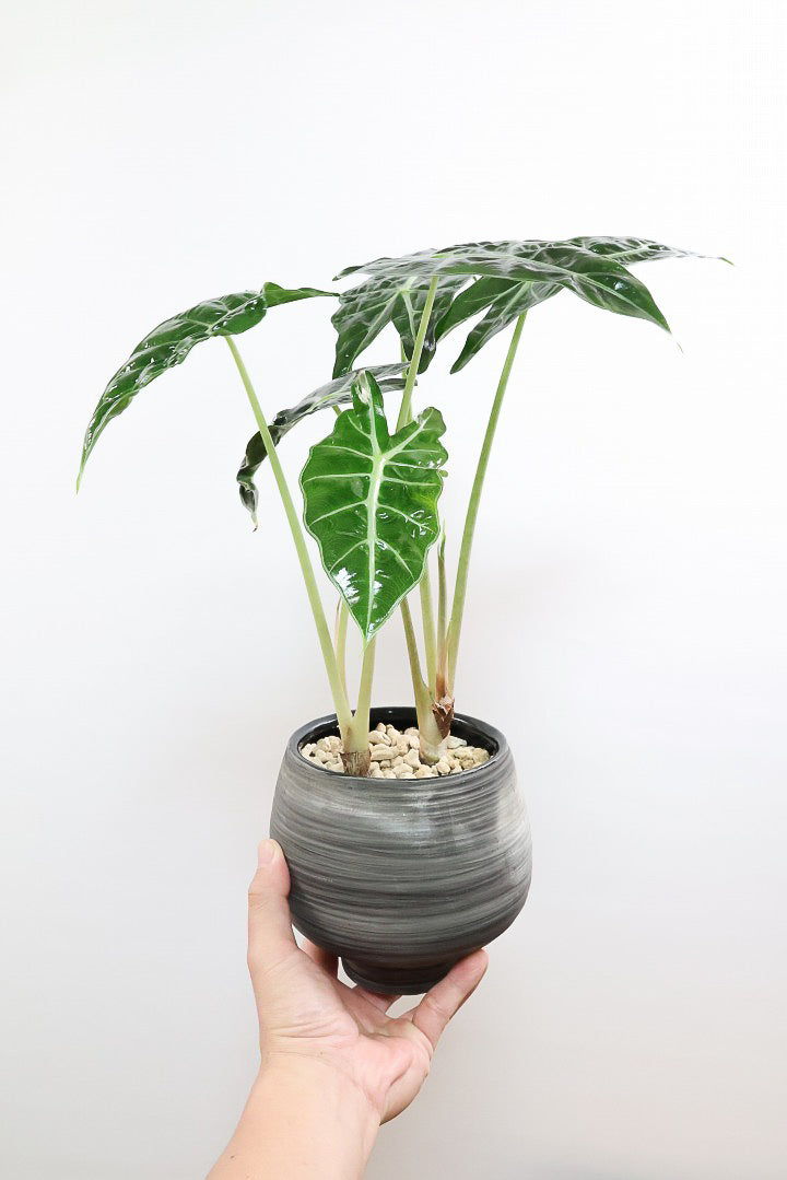 【アロカシア ポリー】ボリュームのある２株入り！ダークグリーンのシックな葉色なのでとてもカッコいいですよ！