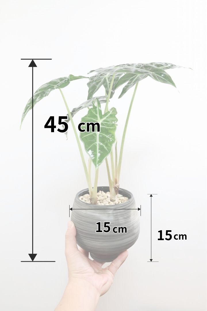 【アロカシア ポリー】ボリュームのある２株入り！ダークグリーンのシックな葉色なのでとてもカッコいいですよ！