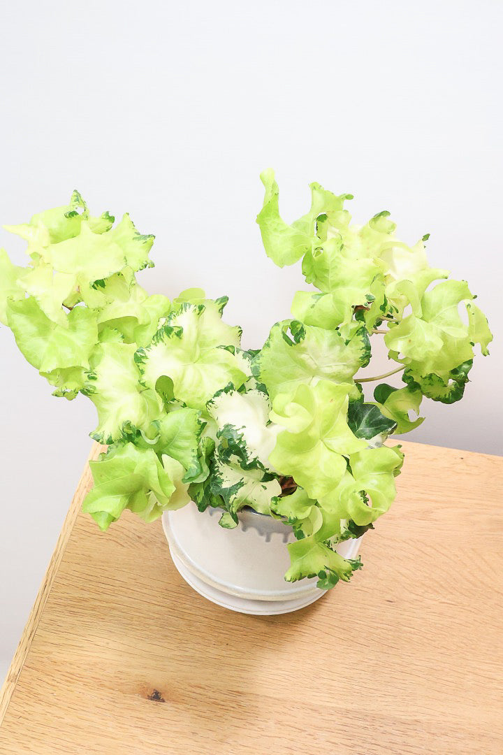 【アイビー ムーンライト】APEGOでも人気のデザインPOT！フリフリの可愛い葉♪暑さ寒さにとても強く丈夫な観葉植物です！